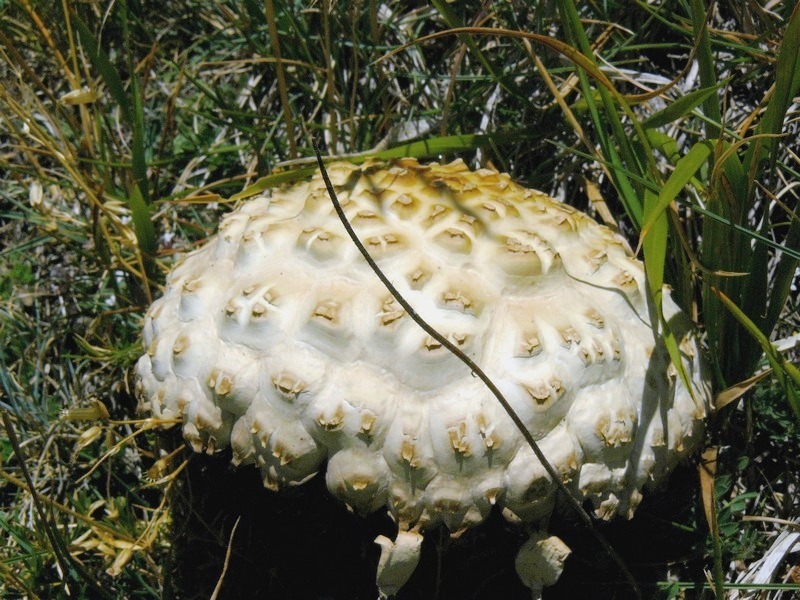 un coccodrillo nei monti Sibillini